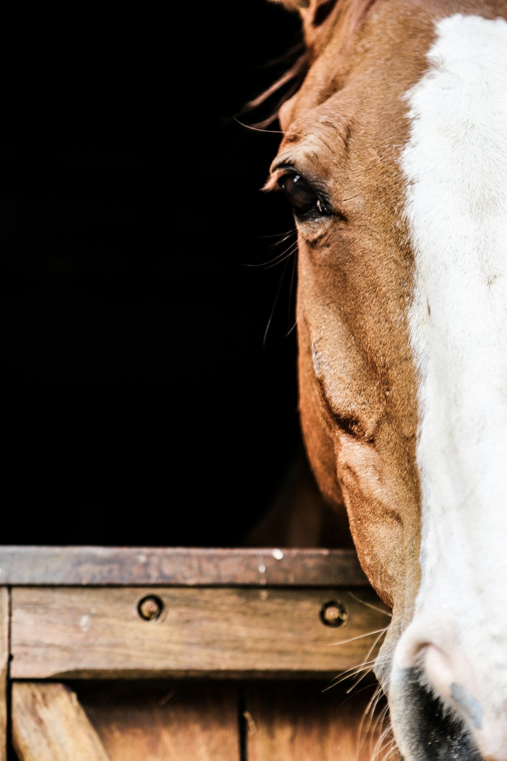 white and brown horse head