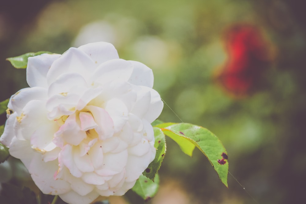 white flower in tilt shift lens