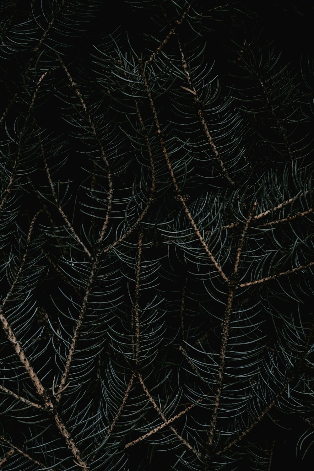 spider web on brown dried leaves