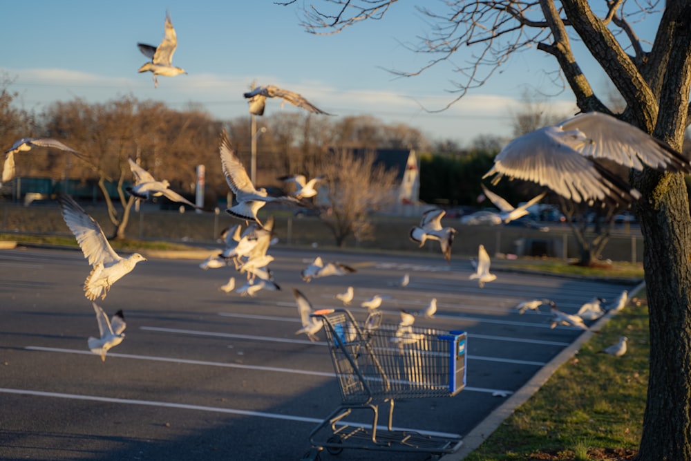 white birds on gray shopping cart during daytime