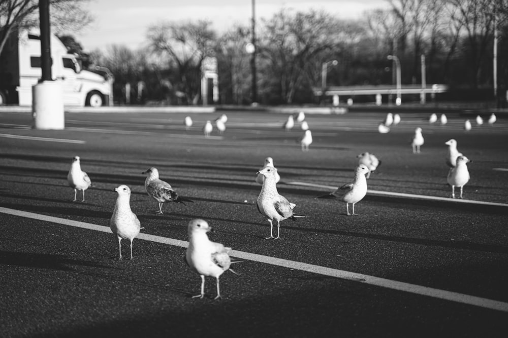 grayscale photo of birds on road