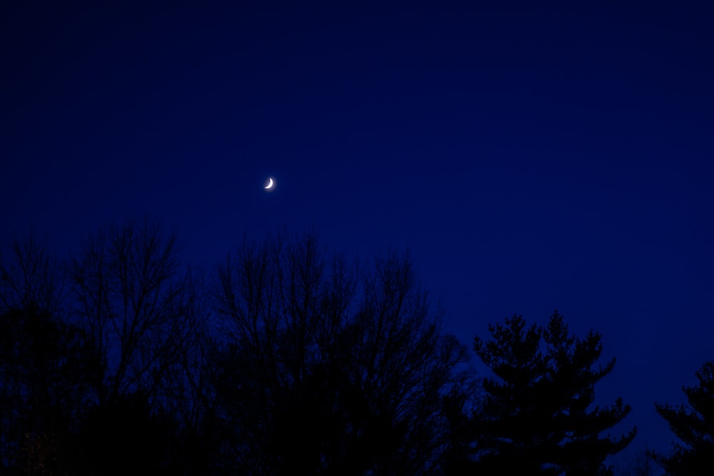 trees under blue sky during night time