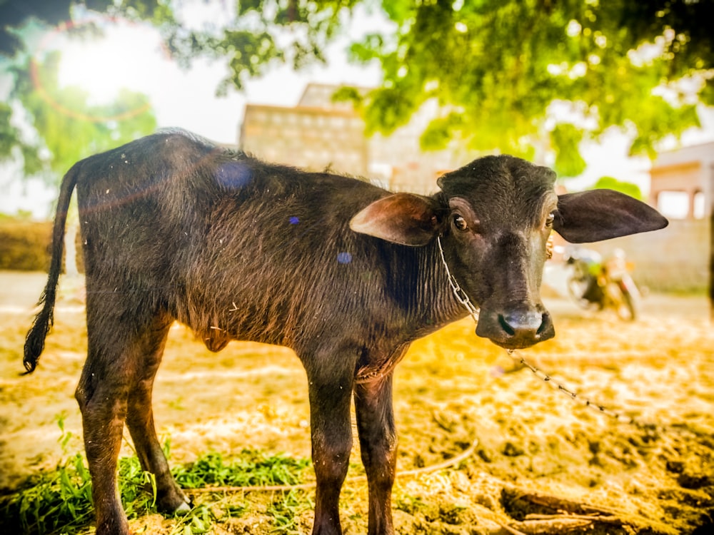 black water buffalo on brown field during daytime