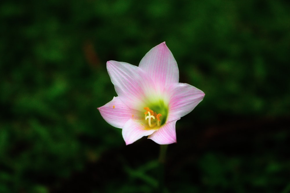 pink and white flower in tilt shift lens