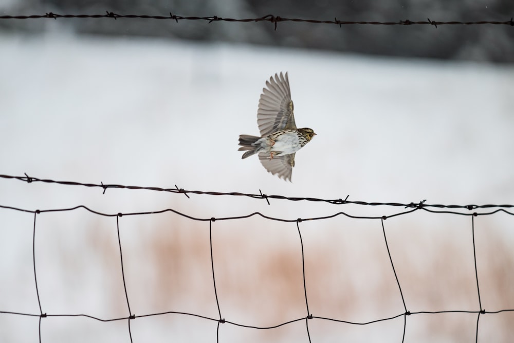 brown bird on black metal fence during daytime