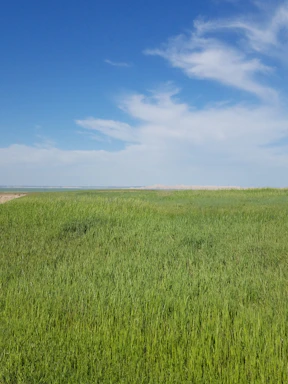 Vacant land parcel with green grass and clear skies.