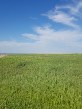 Spacious land plot with green grass and clear blue sky.