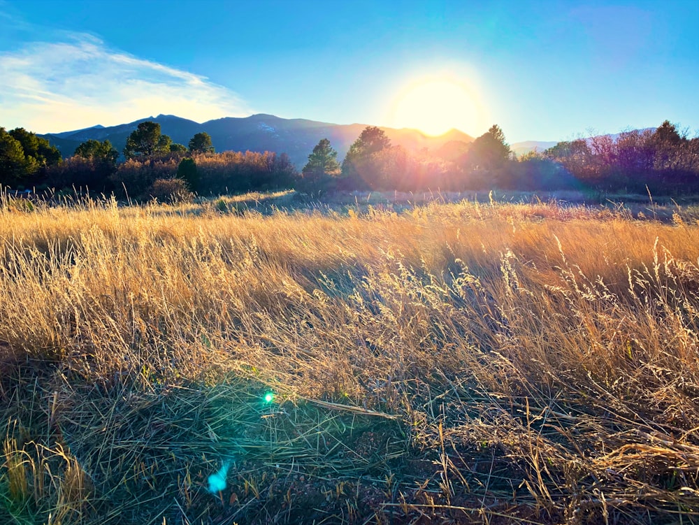 brown grass field during daytime