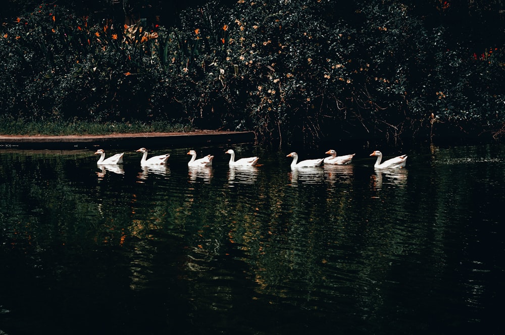 white swans on water during daytime