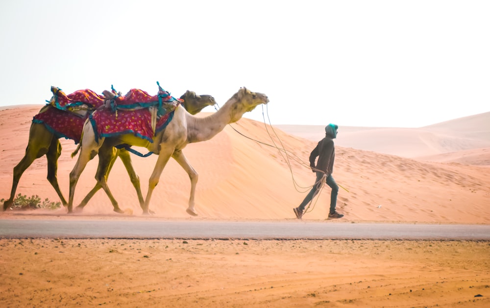 uomo in giacca blu e pantaloni neri in piedi accanto al cammello nel deserto durante il giorno