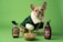 A small dog with a light brown coat and big ears is wearing a green outfit with white fur trim, standing on a green background. In front of the dog is a bowl of food. To the left of the dog is a bottle of pancake and waffle syrup, and to the right is a bottle of Hershey's chocolate syrup.