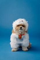 A small dog dressed in a fluffy white costume resembling a mythical creature, holding a tiny gift box with a red ribbon. The background is a solid blue color, creating a playful and whimsical setting.