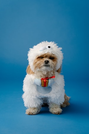 A small dog dressed in a fluffy white costume resembling a mythical creature, holding a tiny gift box with a red ribbon. The background is a solid blue color, creating a playful and whimsical setting.
