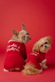 Two adorable dogs are dressed in festive red pajamas with 'Santa's Helper' written on their backs. They are seated on a red background, looking back at the camera with curious expressions.