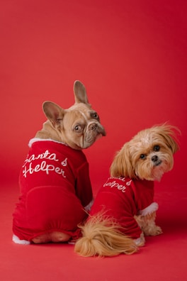 Two adorable dogs are dressed in festive red pajamas with 'Santa's Helper' written on their backs. They are seated on a red background, looking back at the camera with curious expressions.