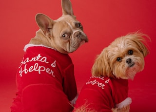 brown and white long coated small dog wearing red shirt