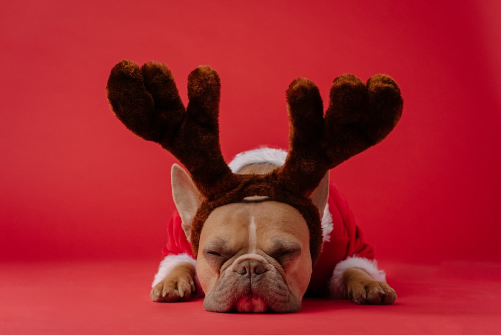 brown and white short coated dog wearing red and black rabbit costume