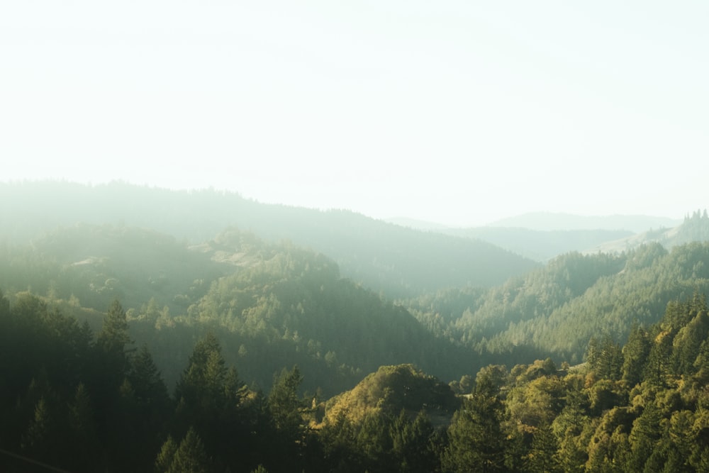 green trees on mountain during daytime