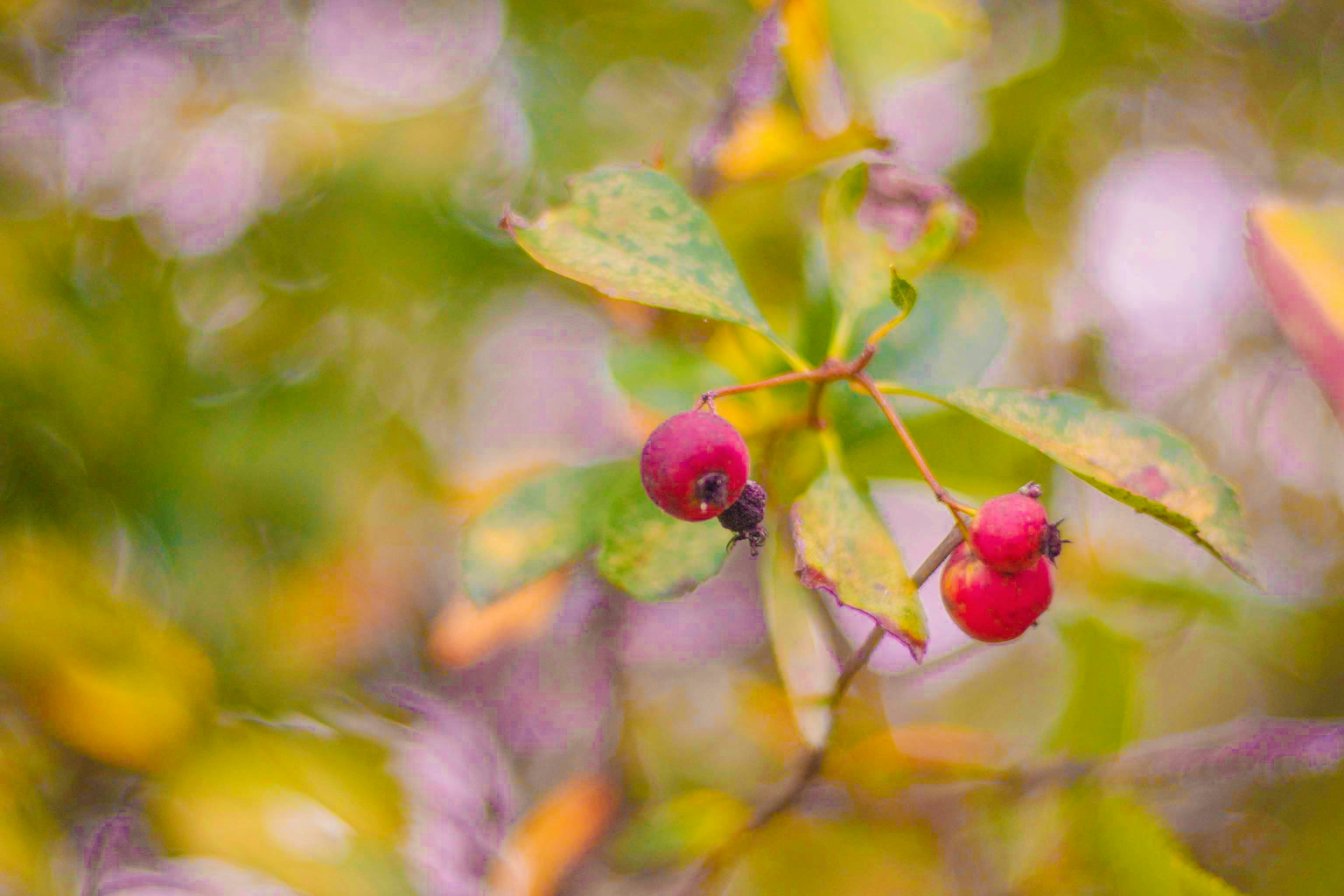 Photo by mayank_photography