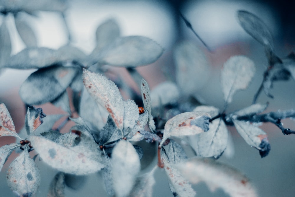 snow covered tree branch during daytime