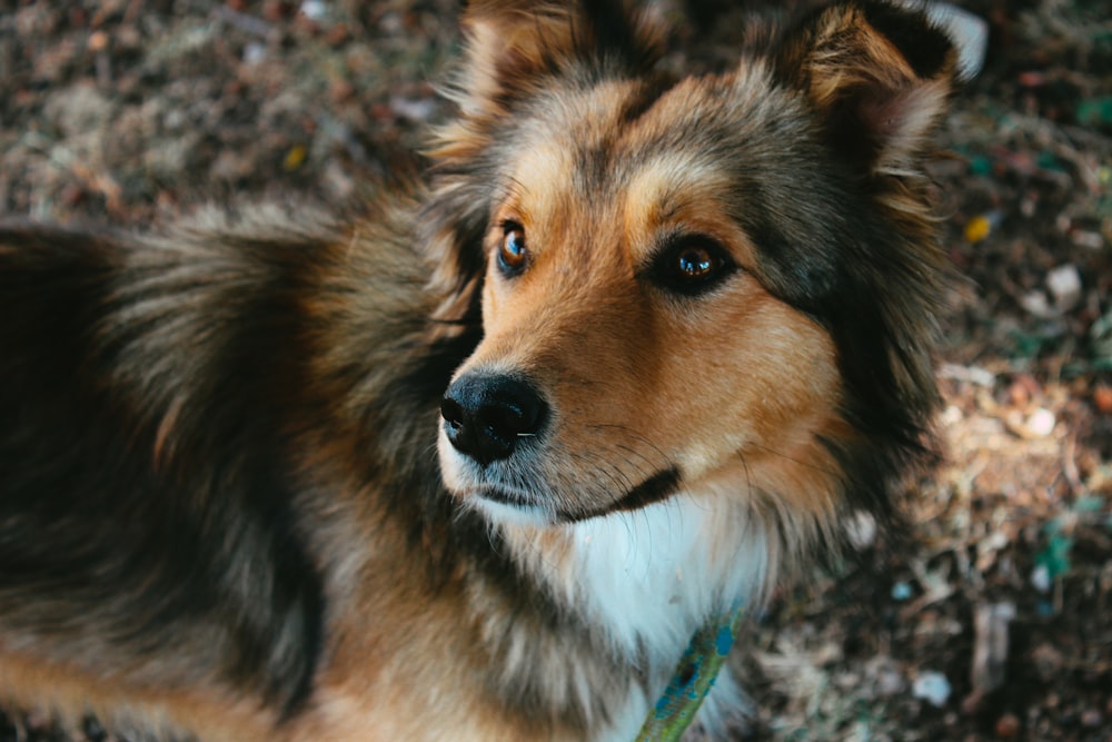 brown and black long coated dog