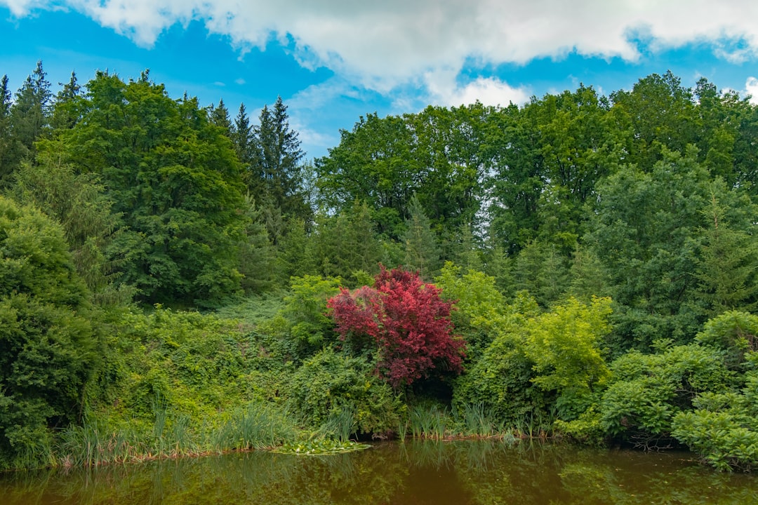 green and red trees beside river during daytime