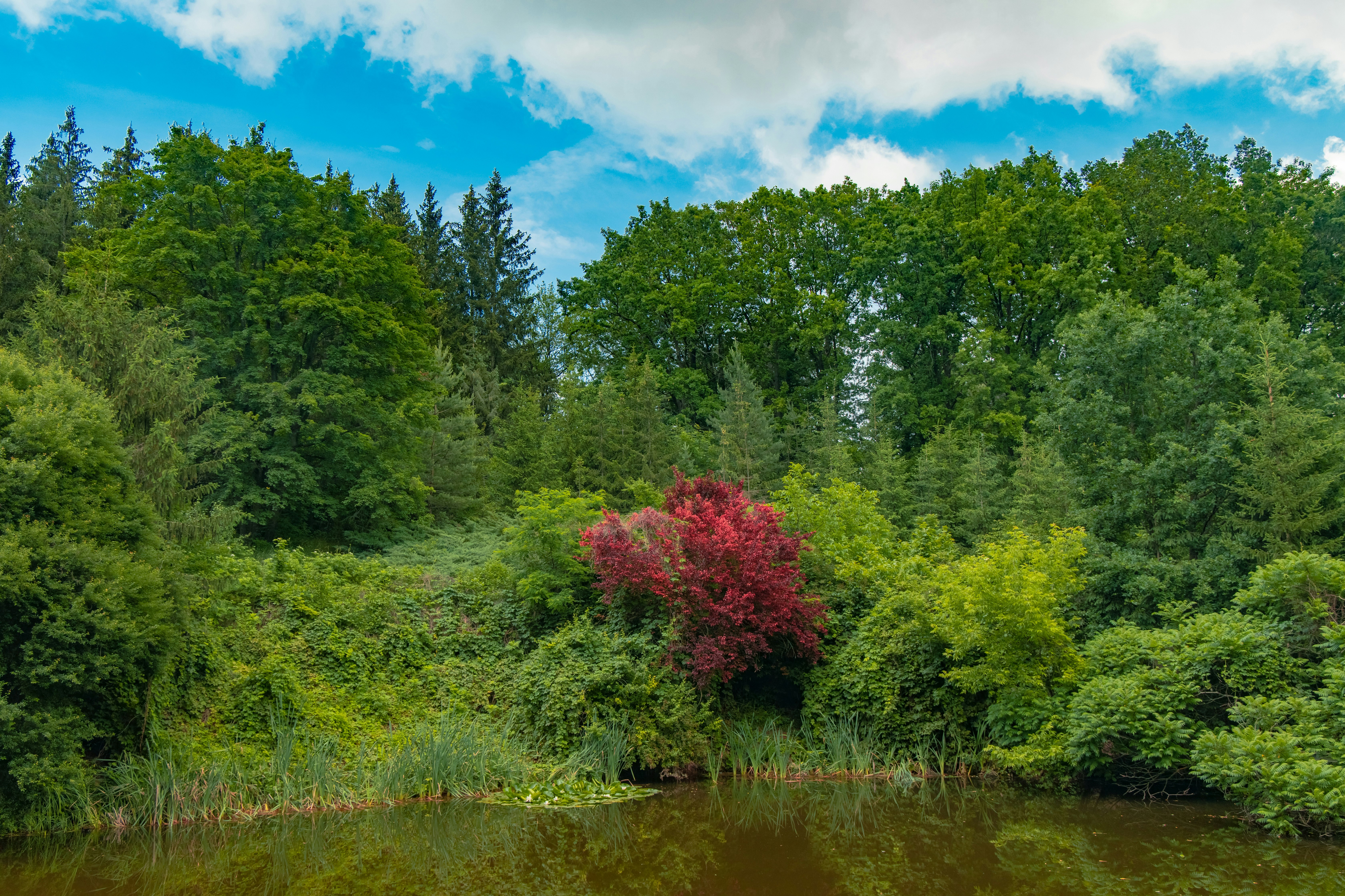 green and red trees beside river during daytime