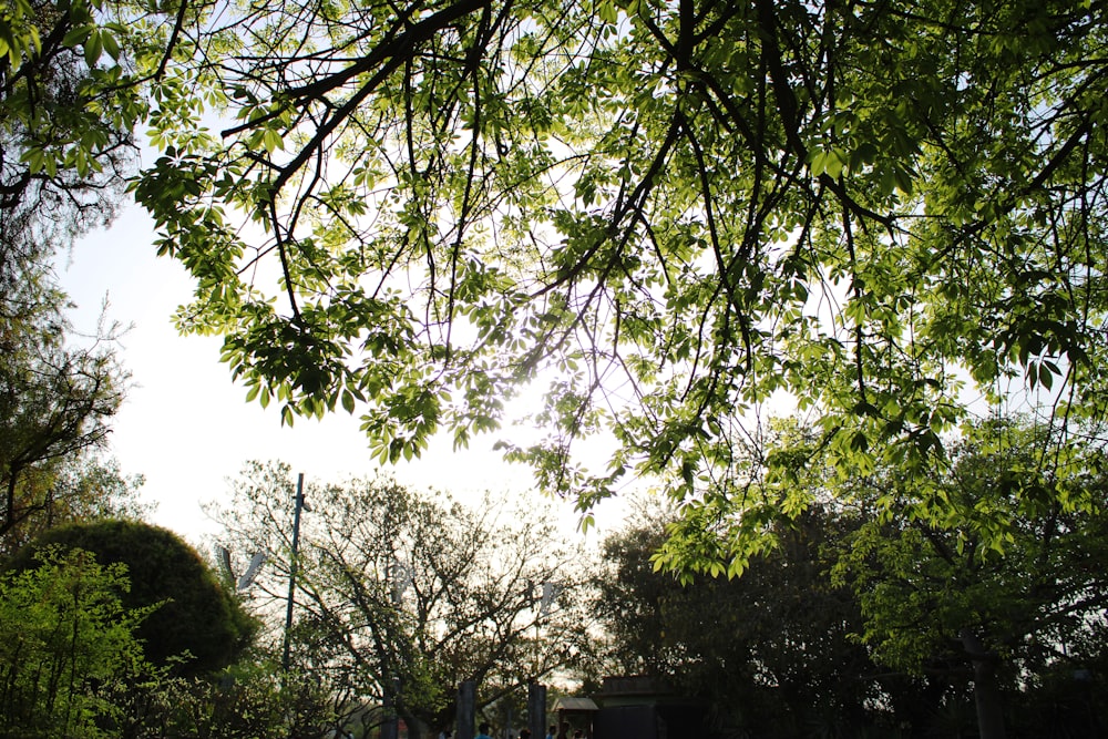 green trees near brown concrete building during daytime