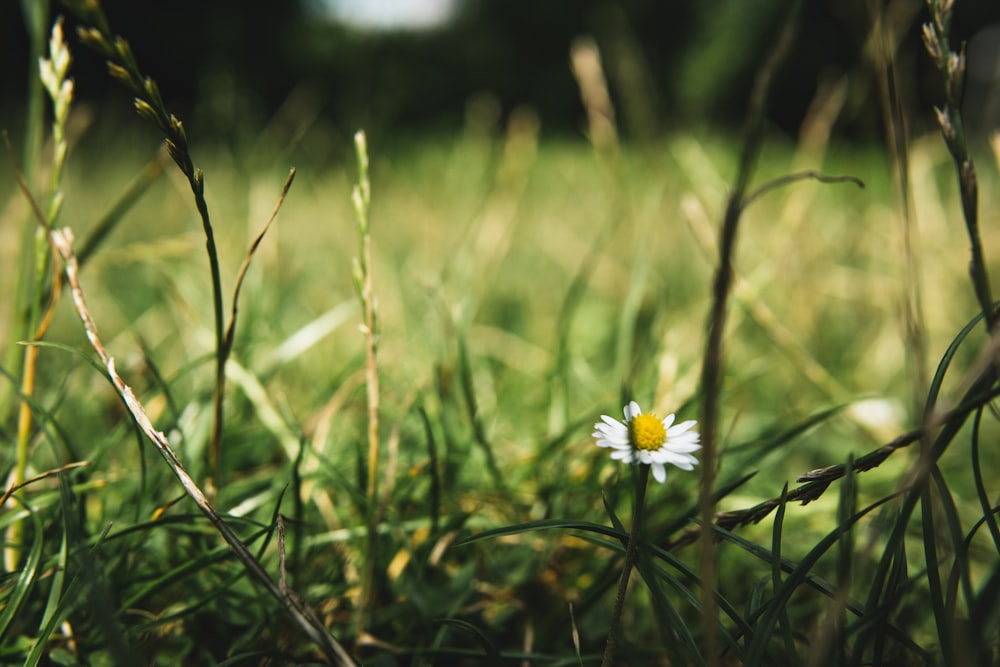 white and yellow flower in tilt shift lens