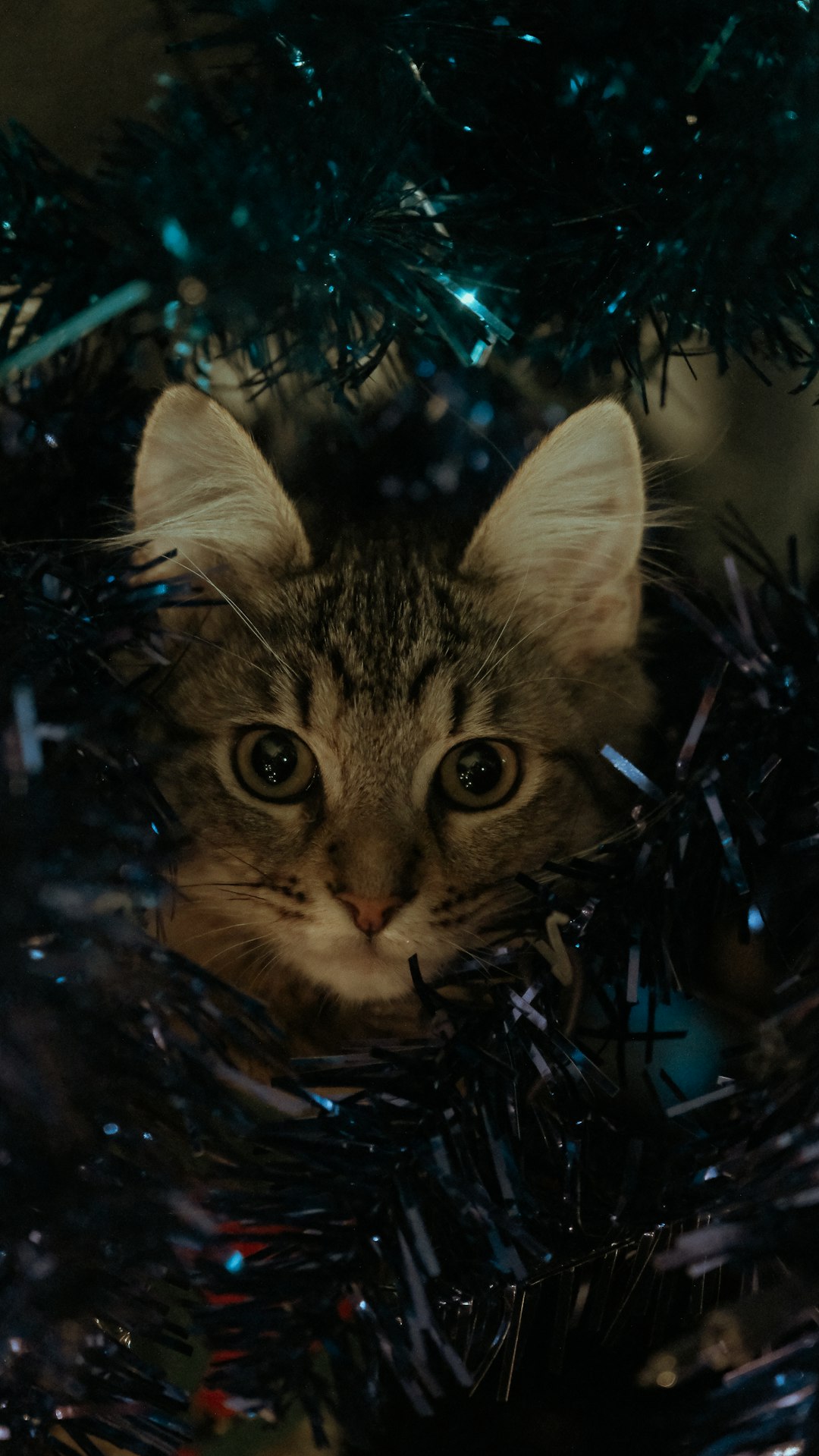 brown tabby cat on christmas tree