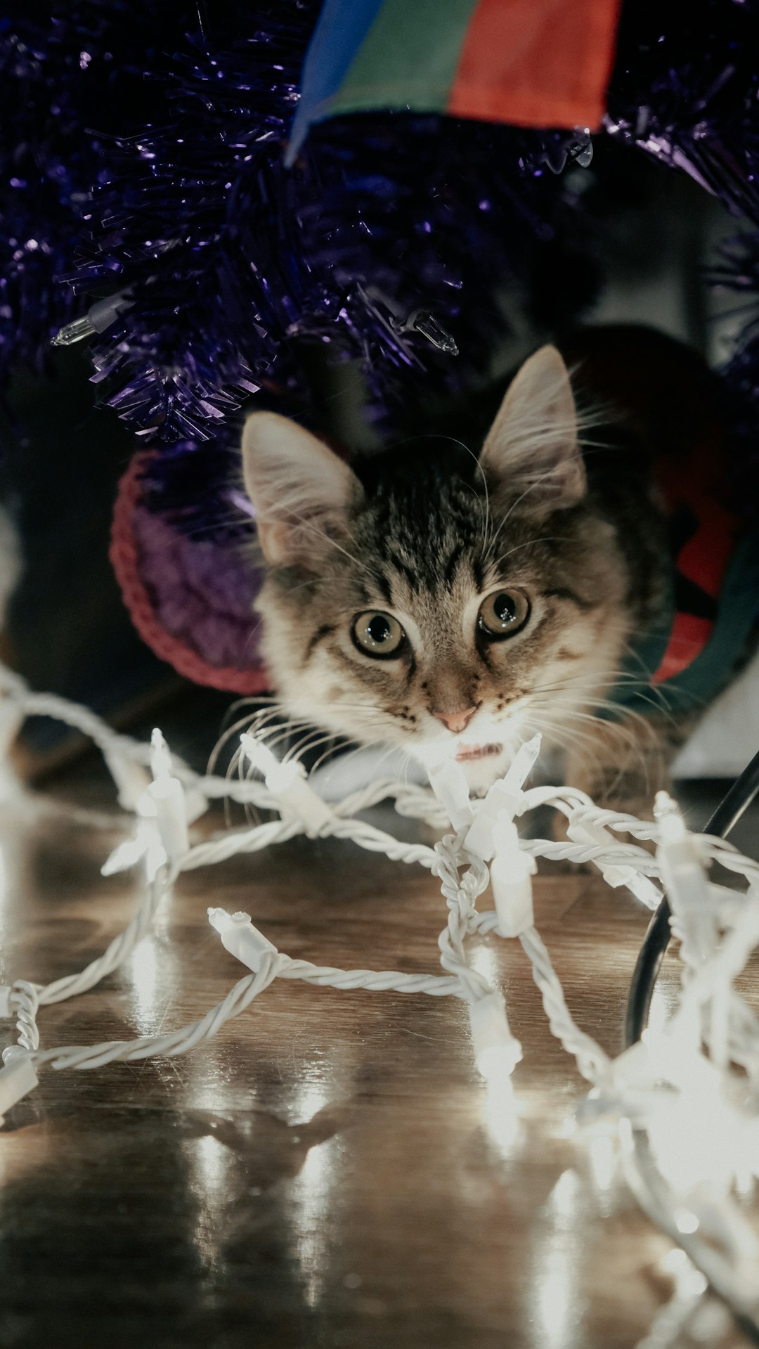 silver tabby cat on white string lights