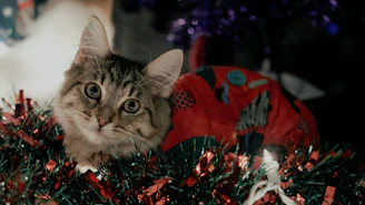 A playful cat modeling a bright, seasonal handmade dress indoors with cozy lighting.