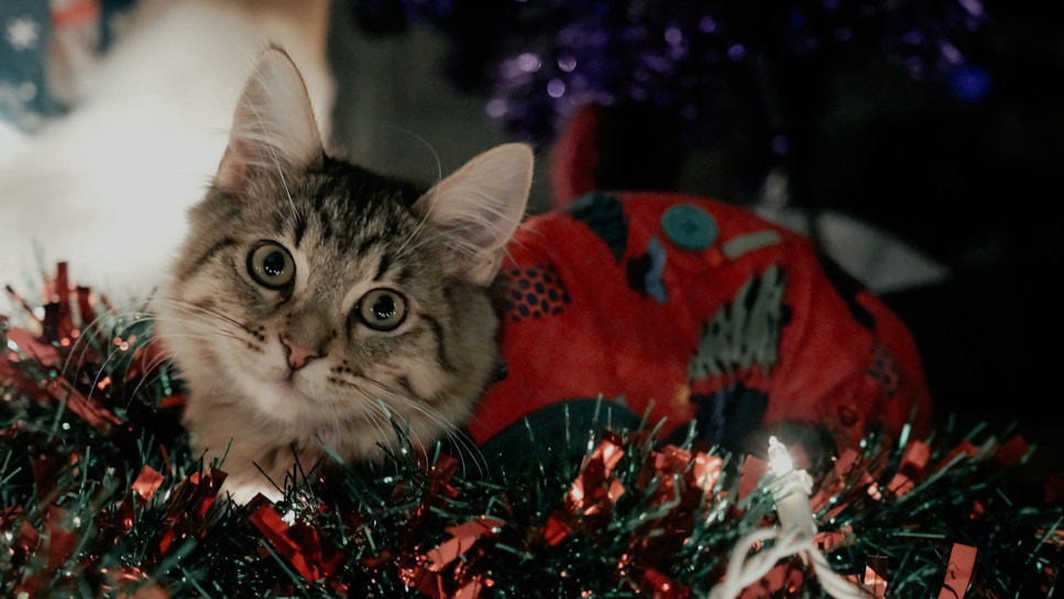 A fluffy kitten with wide curious eyes playing with sparkly tinsel.