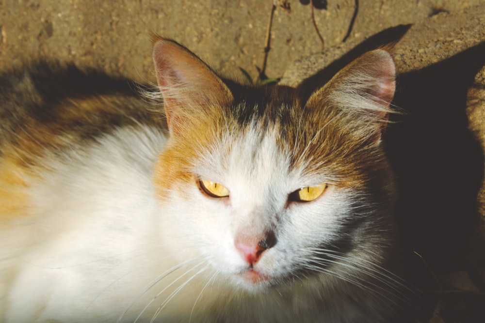 white and brown cat on brown concrete floor