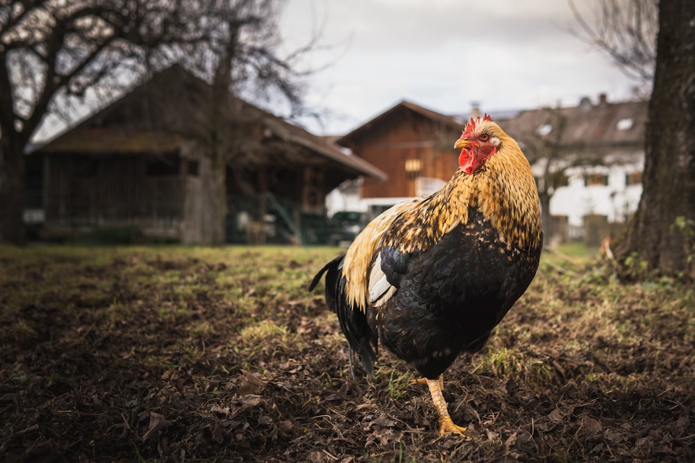 white and black rooster on brown soil