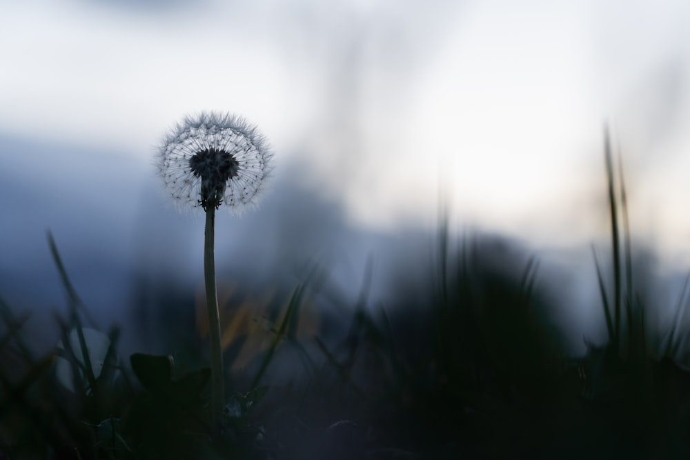 Diente de león blanco en fotografía de primer plano