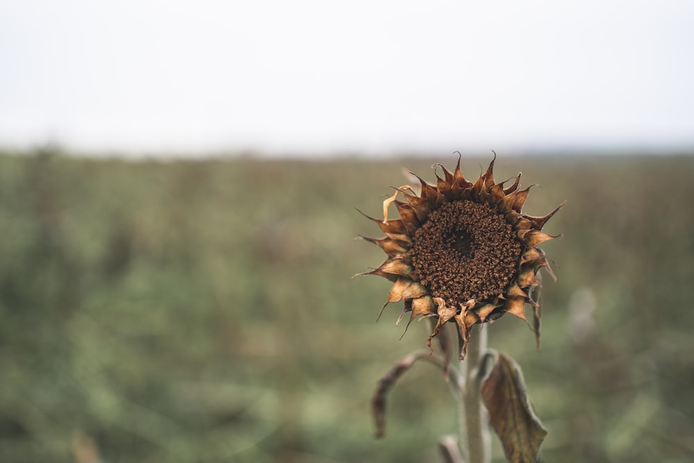 girasole in lente decentrabile