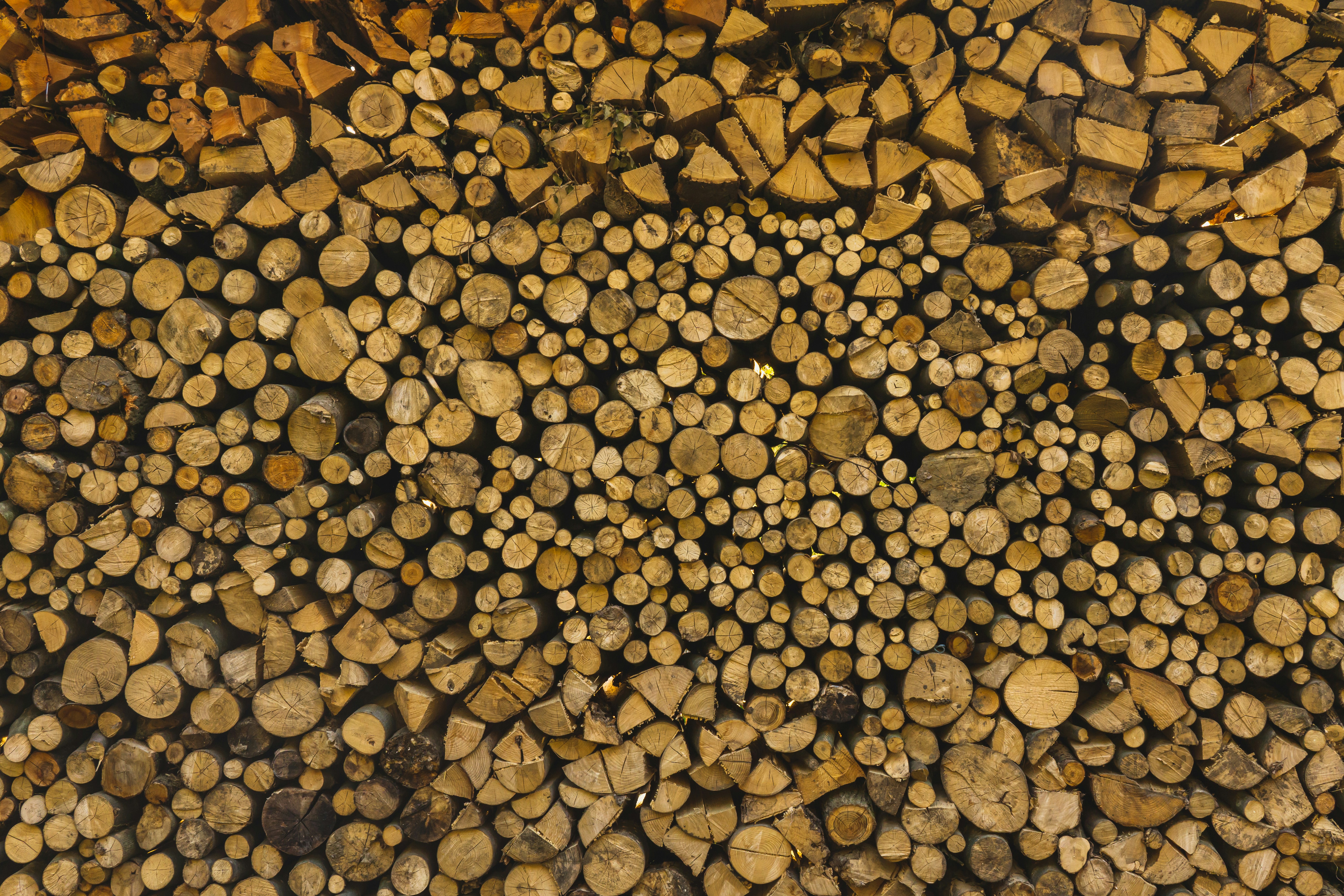 woman holding dried flower