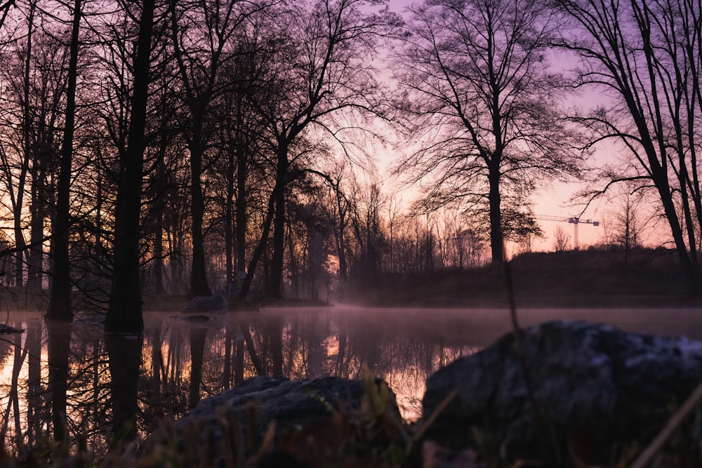 leafless trees near body of water