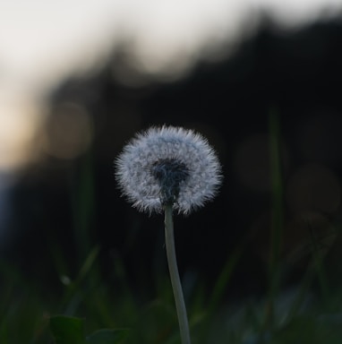 white dandelion in close up photography