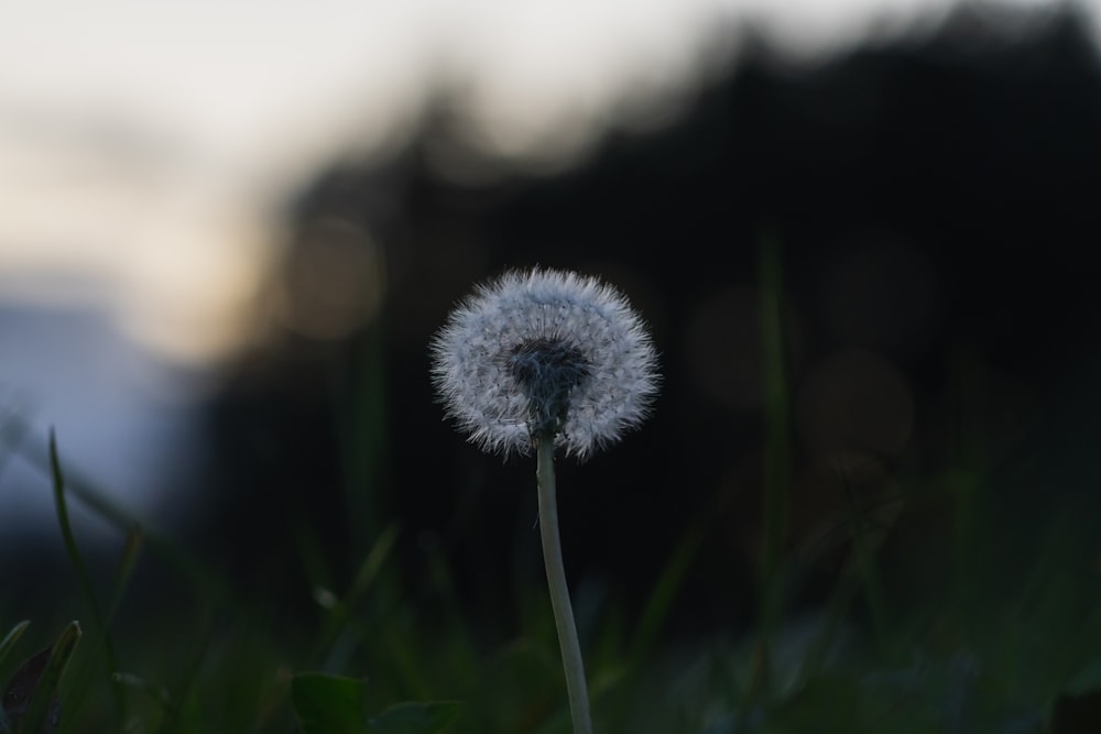 white dandelion in close up photography