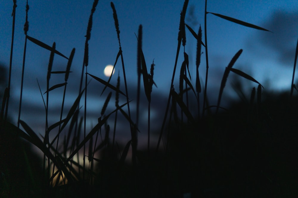 herbe verte sous le ciel bleu pendant la nuit