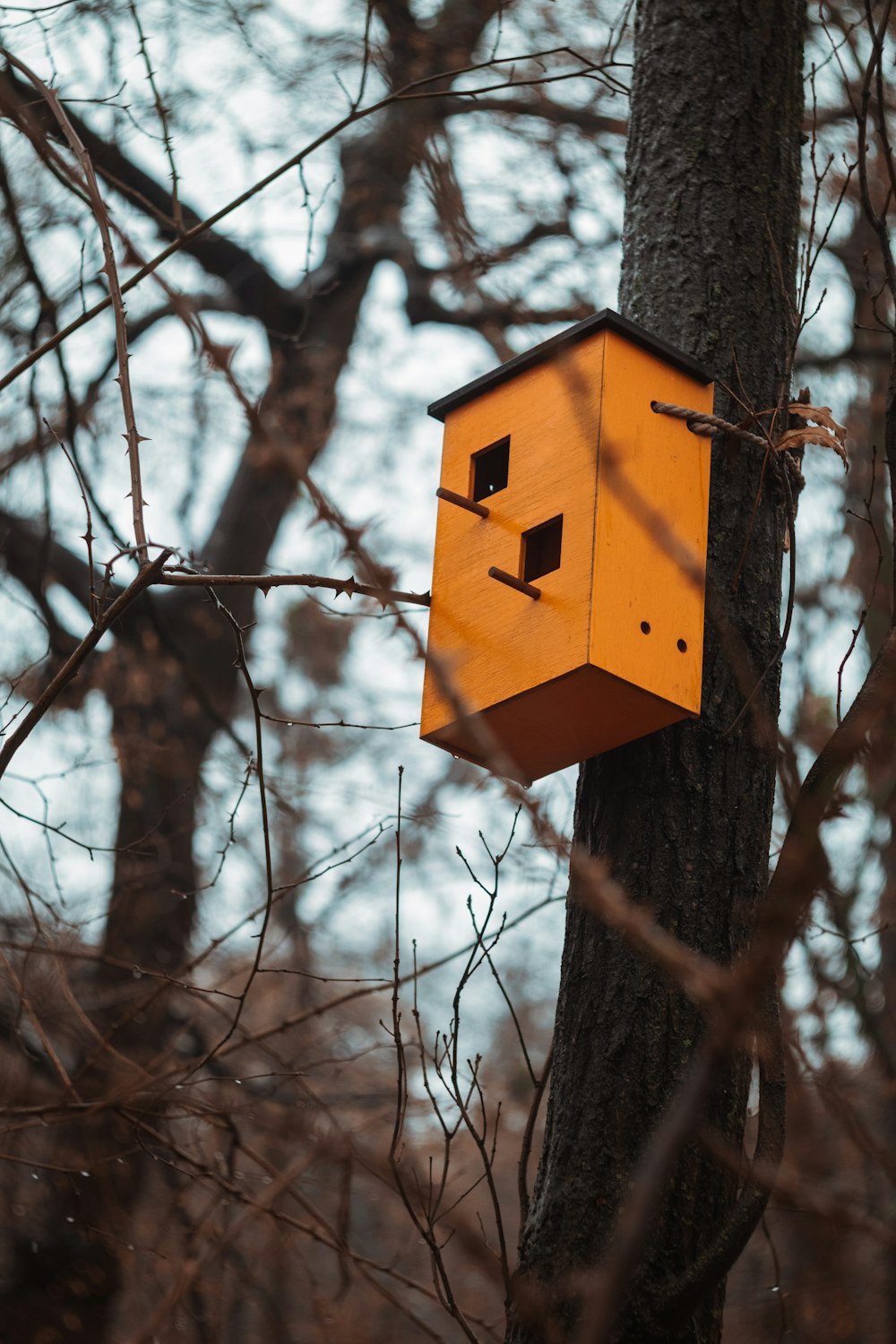 brown wooden birdhouse on brown tree branch