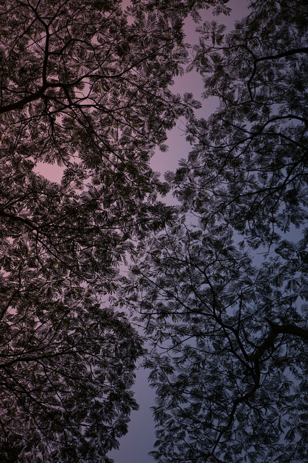 Árbol de flor de cerezo rosado bajo el cielo azul durante el día