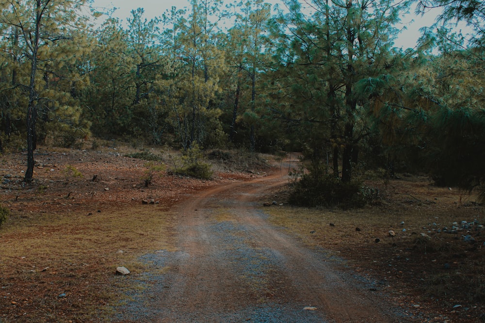 brown dirt road between green trees during daytime