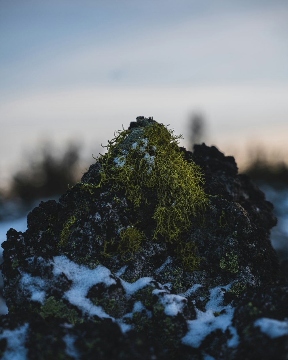 green moss on black rock