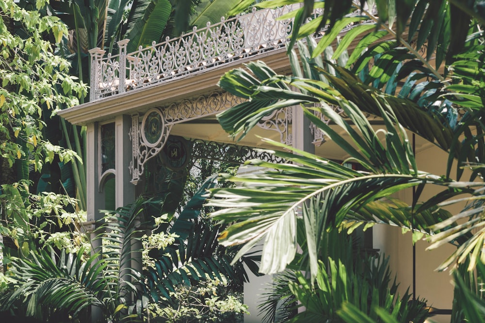 green banana tree near brown wooden fence