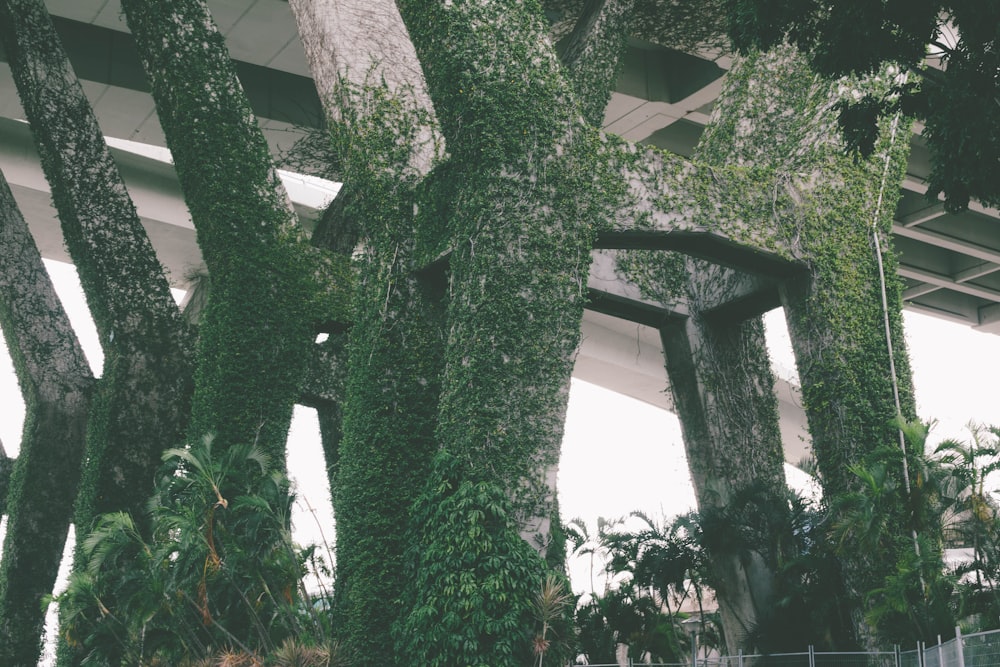 green vine plant on white concrete wall