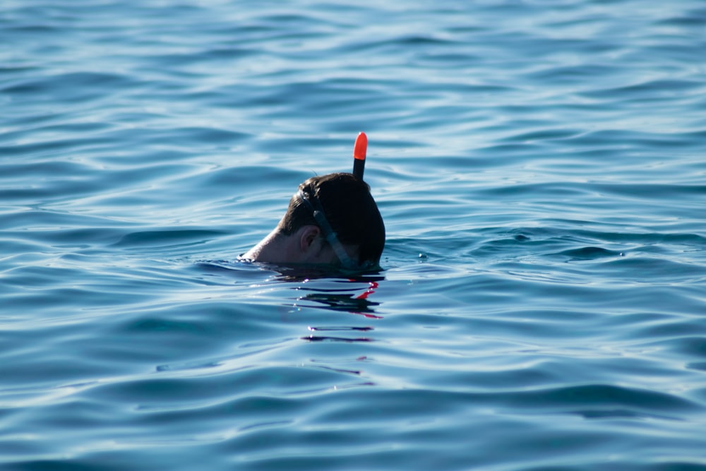 2 black swan on water during daytime