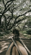 A horse-drawn carriage moving along a dirt path surrounded by lush greenery and canopy of large trees, creating a serene and natural atmosphere.